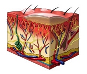Stevens-Johnson Syndrome Develops in Male After Treatment for Seizure