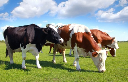 Cattle ranch worker suffers severe brain injury