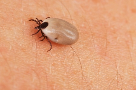 Undiagnosed Lyme disease leads to patient’s death