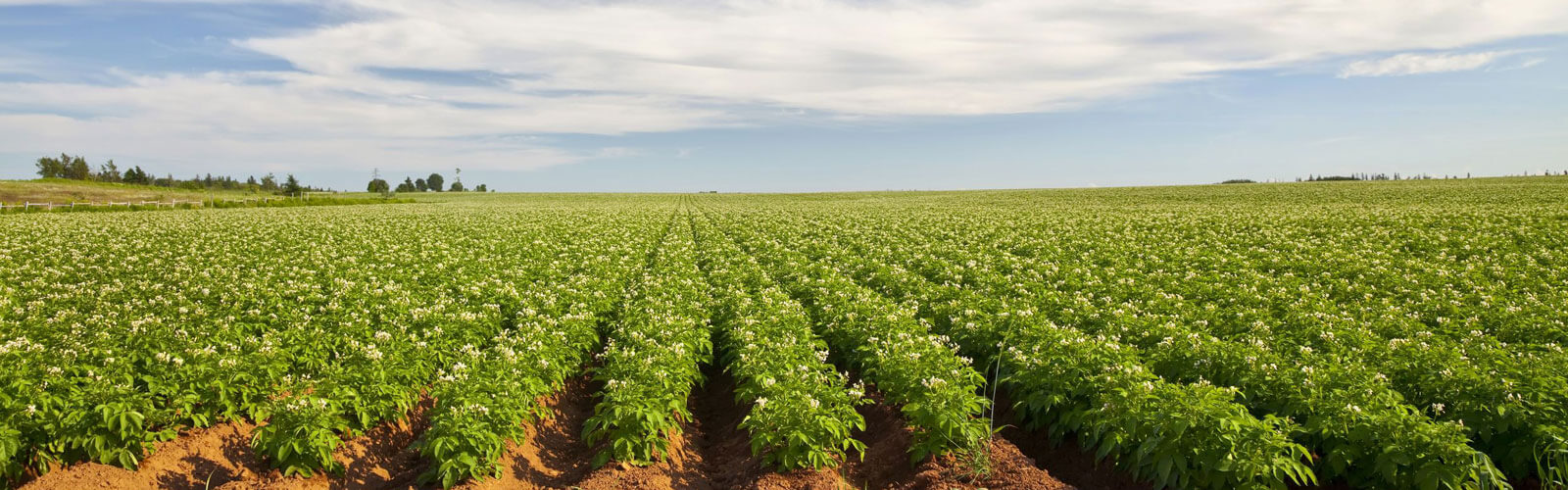 Agriculture Expert Witness: How Your Food is Affected by Damages During Growing Season