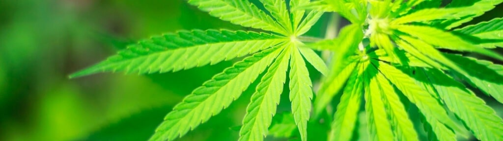 Cannabis Expert Witness: 6 Reasons You Need to Retain One