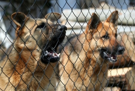 Man Suffers Serious Injuries After Attack by Neighbor’s Dog