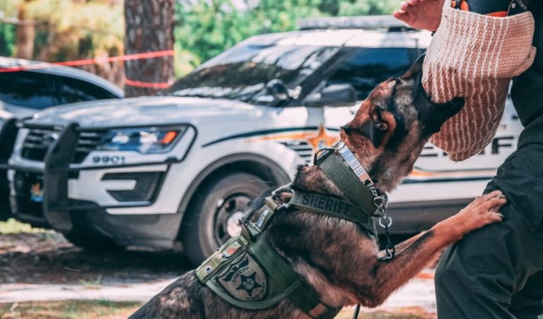 Patient Goes Into Renal Failure After Suffering Dog Bite