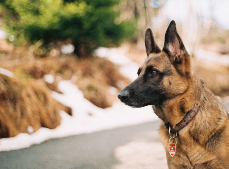 Police Officer Shoots and Kills Allegedly Aggressive Dog